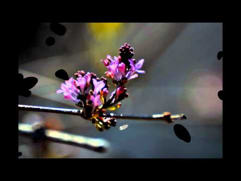 J.R.Blackmore - Dreams