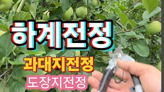 사과나무 과대지 전정 도장지 제거하는 방법
