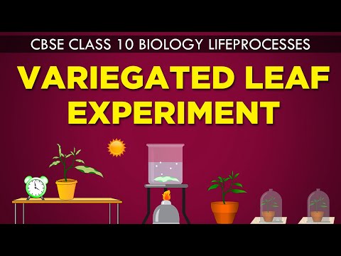 VARIEGATED LEAF EXPERIMENT | LIFE PROCESSES | cbse 10th biology |Ncert Class 10 | CBSE syllabus