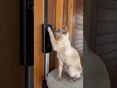 Brasil: O Entregador Congelou Quando Viu Quem Abriu A Porta #broanddickens #cat