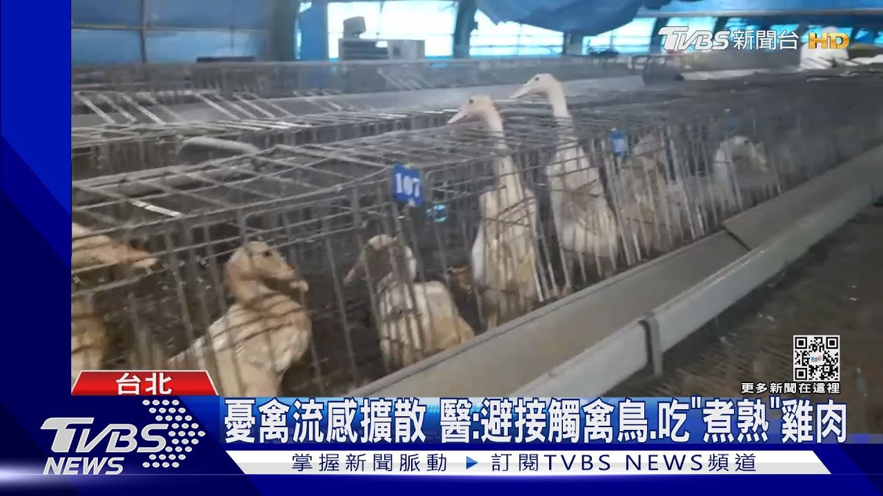 不只憂「缺蛋、缺雞」　WHO查「禽流感是否人傳人」