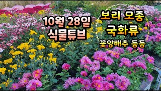 양재꽃시장 식물튜브  공짜로 눈호강과 힐링타임 하는 유튜브 채널입니다~   #양재꽃시장 #식물튜브 #plan…