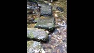 The Lady Glen Kilkerran Woods