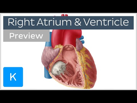Right atrium and ventricle overview (preview) - Human Anatomy | Kenhub