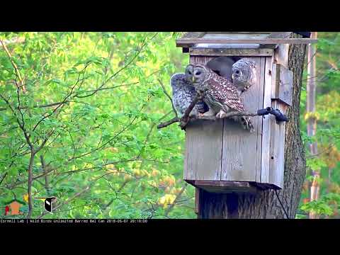 Oldest Owlet Branches, Returns To Nest Box (Edited) – May 7, 2018