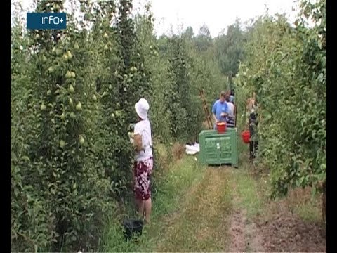 Dobar rod i kvalitet kruške