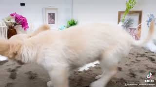 ハーフ犬の動画01