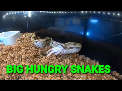 Feeding BIG Boa Constrictors Plus GREEN ANACONDA !!!