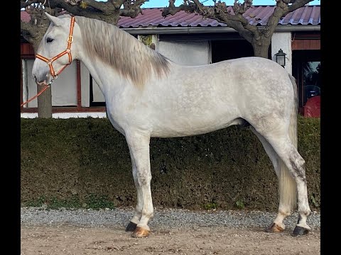 #2106 Super Classical PRE Stallion 2014 170cm