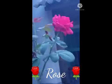 Flowers|A tour to flowers|Different Types of flowers|Shruti Chattopadhyay|Natural Resources