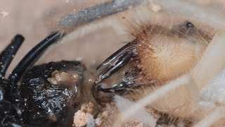 Camel Spider Preys On Black Widow (Extreme Close-up)(Warning: May be disturbing to many viewers.)