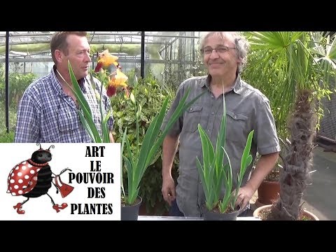 download lagu mp3 mp4 Iris Culture, download lagu Iris Culture gratis, unduh video klip Iris Culture