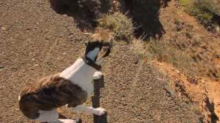 Spoon - Trouble Comes Running