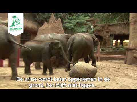 Olifanten maken kennis met de zandvloer