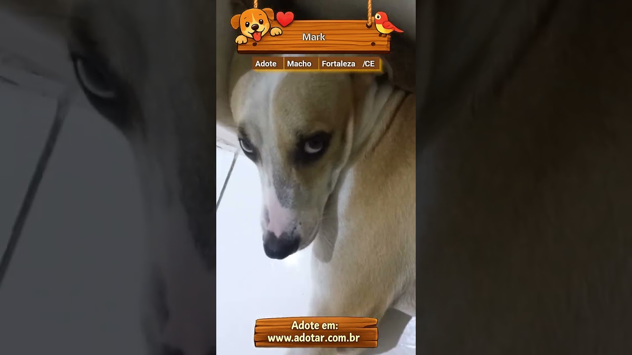 Cachorro raça SRD-ViraLata idade 1 ano nome Mark