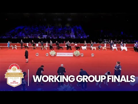 Working Group Finals | 2025 AKC National Championship Presented by Royal Canin