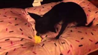 preview picture of video 'Chihuahua eats a DC Sprinkles Cupcake'