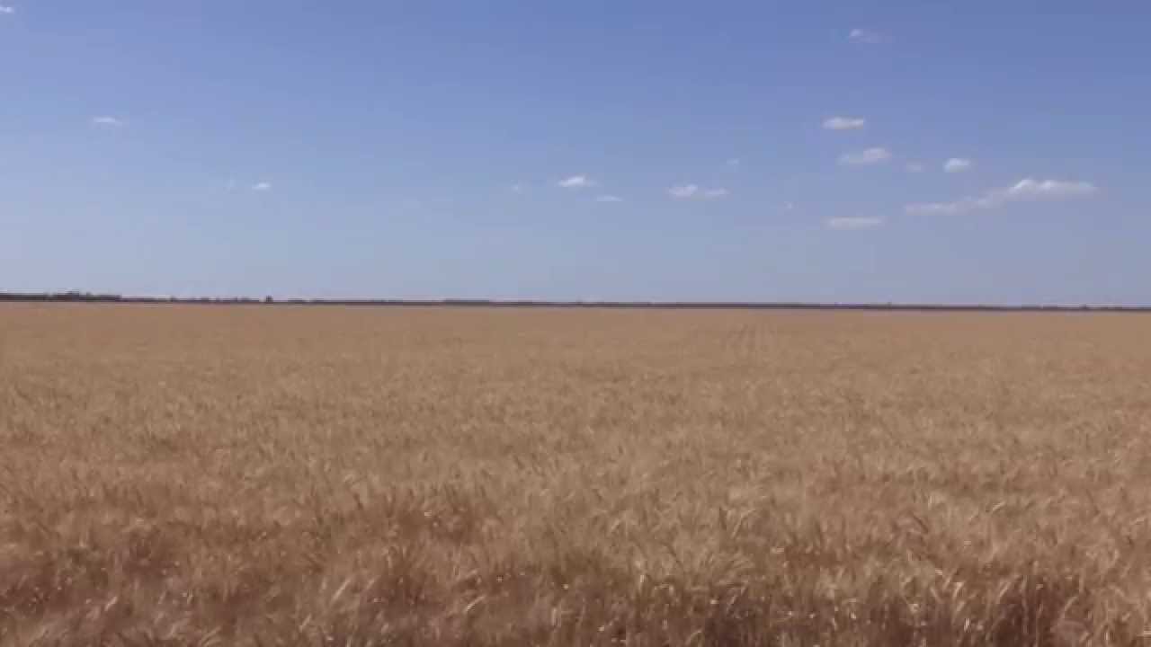 GCTV Extension Files: Maximising Wheat Yield