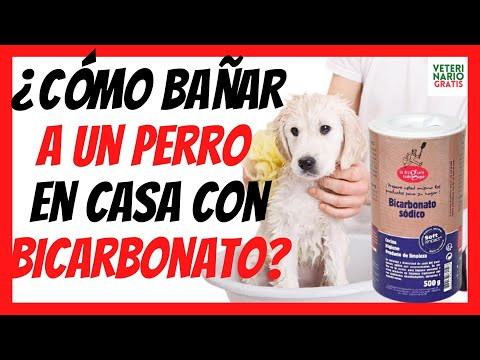 🚿HOW TO BATHE A DOG at HOME WITH BICARBONATE? 🚿(DRY AND WITH WATER) 🛁