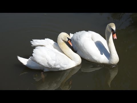 Cygnes : Élevage Dyguay