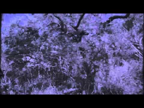 PLANETAS E PANELAS (Affonsinho)