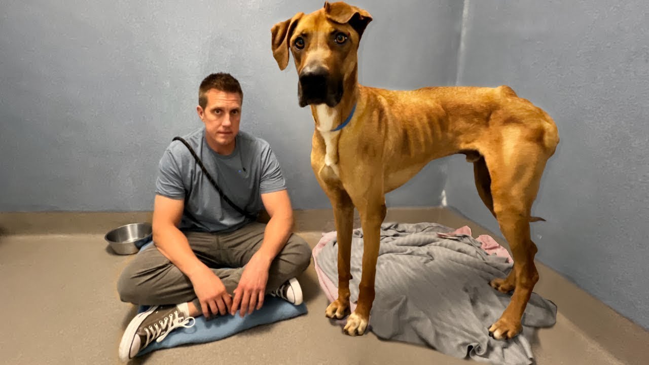 Mom dumps Great Dane because kids wont feed him 😔