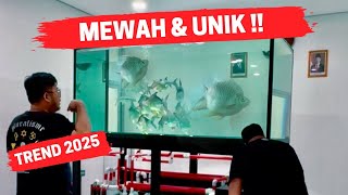 EKSKLUSIF!!! PENGANTARAN IKAN MAHAL DAN UNIK MILIK HOBIES SENIOR IKAN MASHER BANDUNG