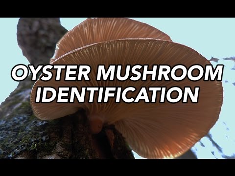 Oyster Mushroom (Pleurotus ostreatus) Identification with Adam Haritan Video