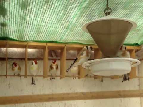 Carduelis Major Gardelin Stieglitz