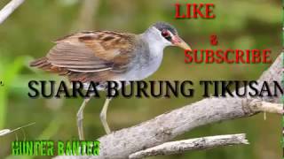 Suara Burung Tikusan/Burung Rawa