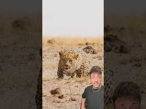 The Leopard is just different