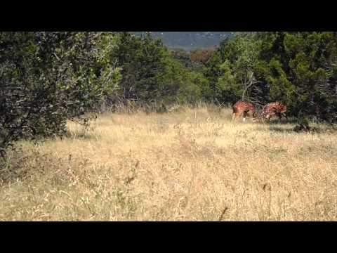 combat de cerfs two Axis bucks fighting