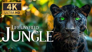 Life Unveiled Jungle 🐾 Mysteries of the Jungle Explored with Relaxing Piano Music