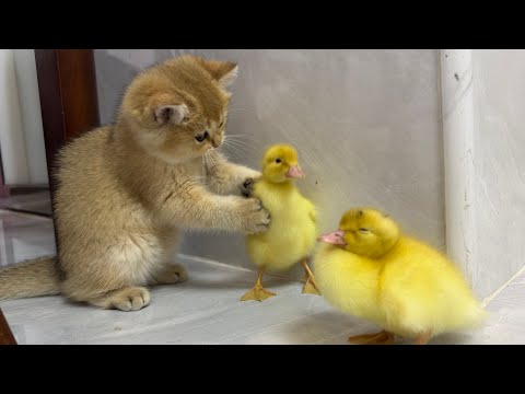 , title : 'Cute kitten invites ducklings to play together!'