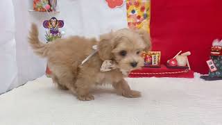 ハーフ犬の動画01