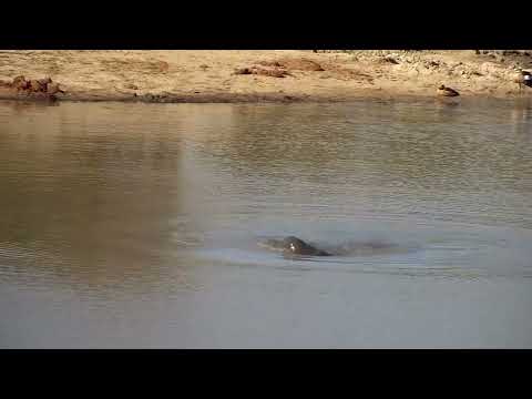 Djuma: Hippo does a couple barrel rolls - 15:29 - 09/25/2022