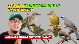 Download lagu JENIS BURUNG MERBAH DI INDONESIA - BURUNG TRUCUK TERMASUK #sekolah_kamus_burung mp3 Download lagu JENIS BURUNG MERBAH DI INDONESIA - BURUNG TRUCUK TERMASUK #sekolah_kamus_burung mp3