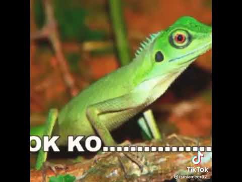 BEWOK GLETEK BOYO.....