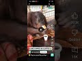 Orangutan Eating Cake Dipped In Coffee Memes Orangutan Eating Funny Shorts