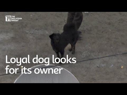 Loyal dog looks for its owner at site of Indian dam disaster