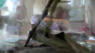 praying mantis catches cricket and eats it