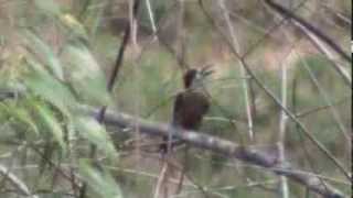 preview picture of video 'Birds of Colombia: Beautiful Woodpecker- Melanerpes pulcher'
