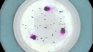 Experiment X: Ekman Layers