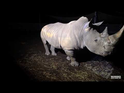 How to move a Rhino