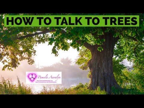 How to Talk to Trees (A Detailed Sacred Process)