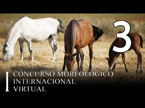 I Concurso Morfológico Internacional Virtual (Jornada 3)