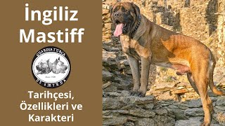 İngiliz Mastiff: Onurlu Gururlu ve Asil Bir Devin