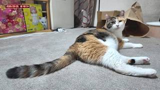 三毛猫フミちゃん  LIVE配信  2026年9月5日　calico cat　(LIVE stream)