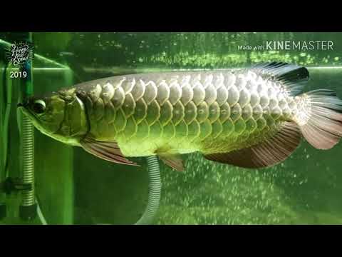 Dinga pesan aku(Mtv Jenny Tan)