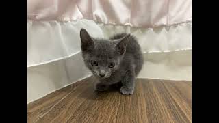 ロシアンブルーの動画01